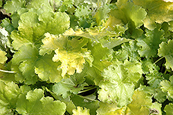 Lime Rickey Coral Bells (Heuchera 'Lime Rickey') at A Very Successful Garden Center
