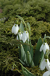 Common Snowdrop (Galanthus nivalis) at A Very Successful Garden Center