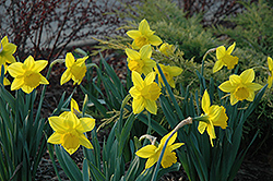 Arctic Gold Daffodil (Narcissus 'Arctic Gold') at A Very Successful Garden Center