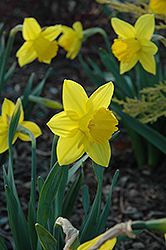 Arctic Gold Daffodil (Narcissus 'Arctic Gold') at A Very Successful Garden Center