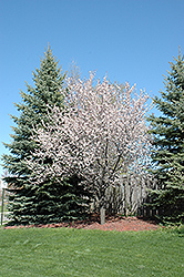 Newport Plum (Prunus cerasifera 'Newport') at Stonegate Gardens