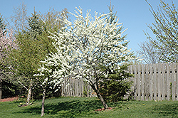 Alderman Plum (Prunus 'Alderman') at A Very Successful Garden Center