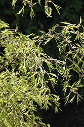 Filigree Lace European Birch (Betula pendula 'Filigree Lace') at Lakeshore Garden Centres