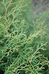 Sherwood Moss Arborvitae (Thuja occidentalis 'Sherwood Moss') at Stonegate Gardens