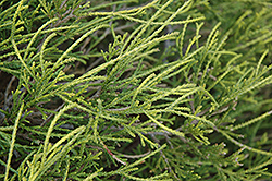 Dwarf Threadleaf Falsecypress (Chamaecyparis pisifera 'Filifera Nana') at Lakeshore Garden Centres