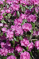 P.J.M. Rhododendron (Rhododendron 'P.J.M.') at Stonegate Gardens