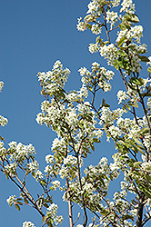 Allegheny Serviceberry (Amelanchier laevis) at Lakeshore Garden Centres
