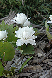 Double Flowered Bloodroot (Sanguinaria canadensis 'Flore Pleno') at A Very Successful Garden Center