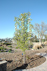 Summercrisp Pear (Pyrus 'Summercrisp') at A Very Successful Garden Center