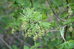 Hop Tree (Ptelea trifoliata) at A Very Successful Garden Center