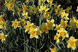 Fortissimo Daffodil (Narcissus 'Fortissimo') at A Very Successful Garden Center