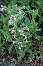 Pierre's Pure Pink Lungwort (Pulmonaria 'Pierre's Pure Pink') at A Very Successful Garden Center