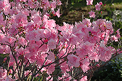 Cornell Pink Rhododendron (Rhododendron mucronulatum 'Cornell Pink') at A Very Successful Garden Center