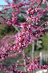 Northern Strain Redbud (Cercis canadensis 'Northern Strain') at Stonegate Gardens