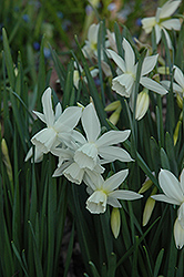 Tresamble Daffodil (Narcissus 'Tresamble') at A Very Successful Garden Center