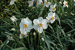 Actaea Daffodil (Narcissus 'Actaea') at A Very Successful Garden Center
