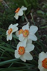 Apricot Distinction Daffodil (Narcissus 'Apricot Distinction') at Lakeshore Garden Centres