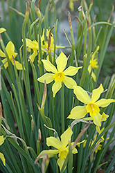 Campernell Daffodil (Narcissus x odorus 'Campernelli') at Lakeshore Garden Centres