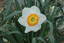 Professor Einstein Daffodil (Narcissus 'Professor Einstein') at Stonegate Gardens