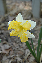 Buff Belle Daffodil (Narcissus 'Buff Belle') at A Very Successful Garden Center