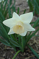 Passionale Daffodil (Narcissus 'Passionale') at A Very Successful Garden Center
