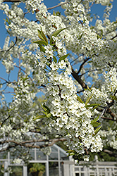 Alderman Plum (Prunus 'Alderman') at Lakeshore Garden Centres