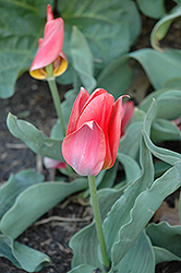Toronto Tulip (Tulipa 'Toronto') at A Very Successful Garden Center