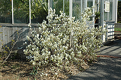 Regent Saskatoon (Amelanchier alnifolia 'Regent') at A Very Successful Garden Center