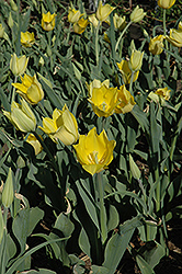 Deep Rim Tulip (Tulipa 'Deep Rim') at Stonegate Gardens