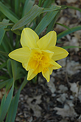 Meeting Daffodil (Narcissus 'Meeting') at Stonegate Gardens
