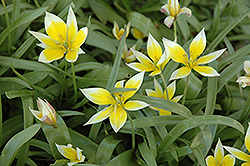 Daystemon Tulip (Tulipa tarda) at A Very Successful Garden Center