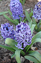 Delft Blue Hyacinth (Hyacinthus 'Delft Blue') at A Very Successful Garden Center