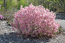 Cornell Pink Rhododendron (Rhododendron mucronulatum 'Cornell Pink') at A Very Successful Garden Center