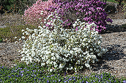April Snow Rhododendron (Rhododendron 'April Snow') at Lakeshore Garden Centres