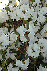 April Snow Rhododendron (Rhododendron 'April Snow') at Stonegate Gardens