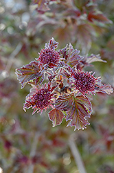 Onondaga Viburnum (Viburnum sargentii 'Onondaga') at Lakeshore Garden Centres