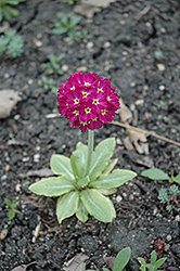 Ronsdorf Mix Red Primrose (Primula denticulata 'Ronsdorf Mix Red') at Lakeshore Garden Centres