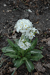 Ronsdorf Mix White Primrose (Primula denticulata 'Ronsdorf Mix White') at Stonegate Gardens