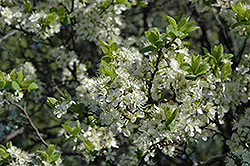Blackthorn (Prunus spinosa) at Stonegate Gardens