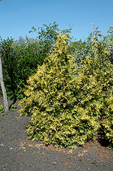 Sudworth Gold Arborvitae (Thuja occidentalis 'Sudworthii') at A Very Successful Garden Center
