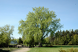 Plains Cottonwood (Populus deltoides) at A Very Successful Garden Center