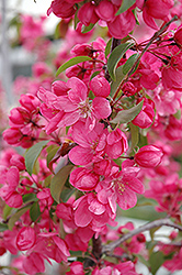 Radiant Flowering Crab (Malus 'Radiant') at A Very Successful Garden Center