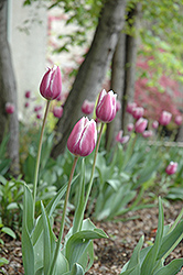 Synaeda Blue Tulip (Tulipa 'Synaeda Blue') at Stonegate Gardens