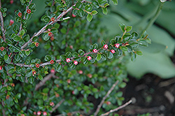 Hesse Cotoneaster (Cotoneaster 'Hessei') at Stonegate Gardens