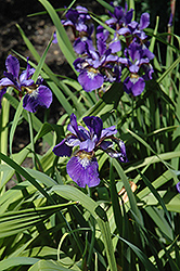Tealwood Siberian Iris (Iris sibirica 'Tealwood') at A Very Successful Garden Center