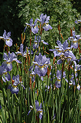 Gatineau Siberian Iris (Iris sibirica 'Gatineau') at A Very Successful Garden Center
