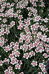 Arctic Fire Maiden Pinks (Dianthus deltoides 'Arctic Fire') at A Very Successful Garden Center