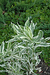Variegated Obedient Plant (Physostegia virginiana 'Variegata') at Lakeshore Garden Centres