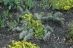 Prickly Pear Cactus (Opuntia polyacantha) at A Very Successful Garden Center