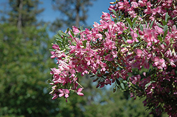 Saltbush (Halimodendron halodendron) at Lakeshore Garden Centres